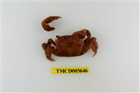 藏品(方形大額蟹)的圖片